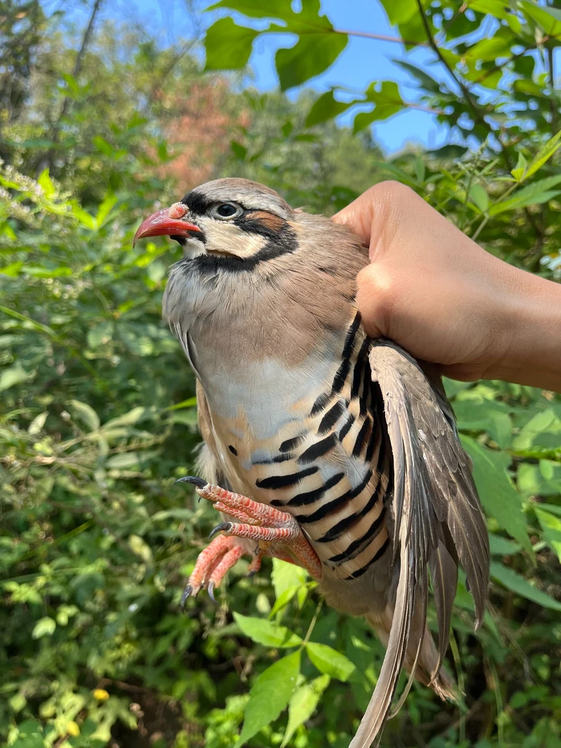 【买一送一只】365天散养呱呱鸡顺丰包邮