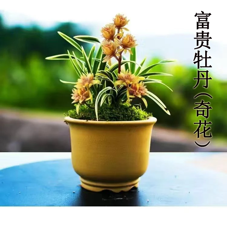 【富贵牡丹】奇花金边矮种兰花苗名贵四季兰建兰浓香型花卉植物绿植