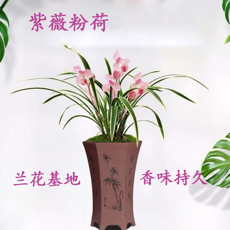 金边兰花苗浓香型【紫薇粉荷】金边矮种建兰花卉绿植好养建兰室内外