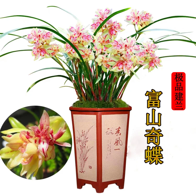四季建兰【富山奇蝶】浓香型兰花苗易活易开花花卉客厅阳台植物盆栽
