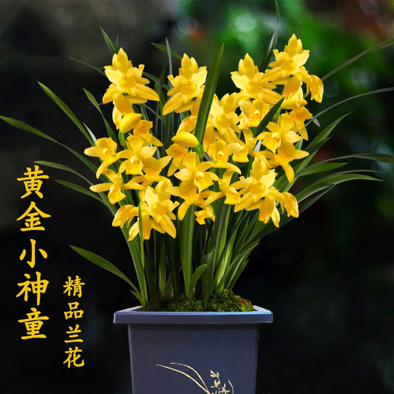 建兰【黄金小神童】四季系列兰花四季浓香室内盆栽花卉品种大全老种