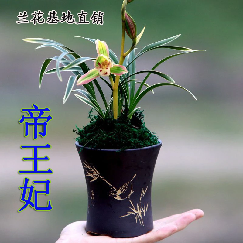 金边【帝王妃】桌面款矮种花艺双全开花超级香室内室外好养兰花