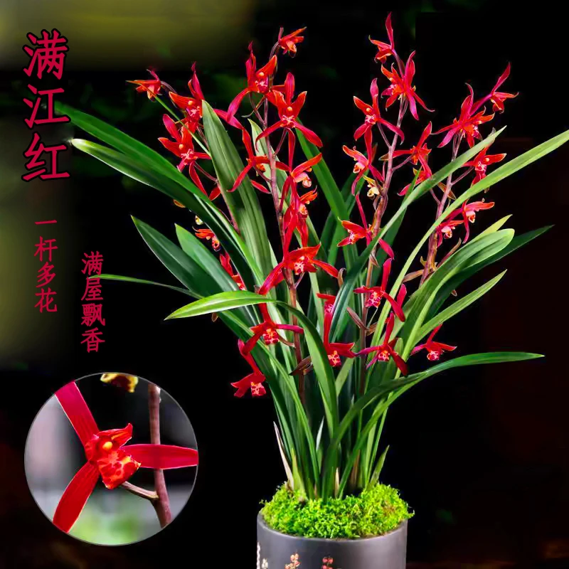 超香名贵兰花【满江红】浓香大花朵盆栽室内花卉建兰绿植建兰好养活