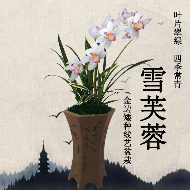 基地直销浓香【雪芙蓉】高档金边矮种兰花苗好养易成活室内外绿植