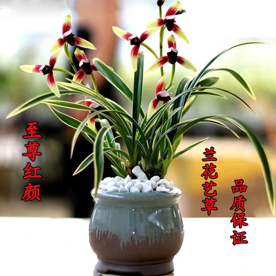 高端兰花盆栽名贵建兰系列【至尊红颜】绿植物四季开花卉室内好养活