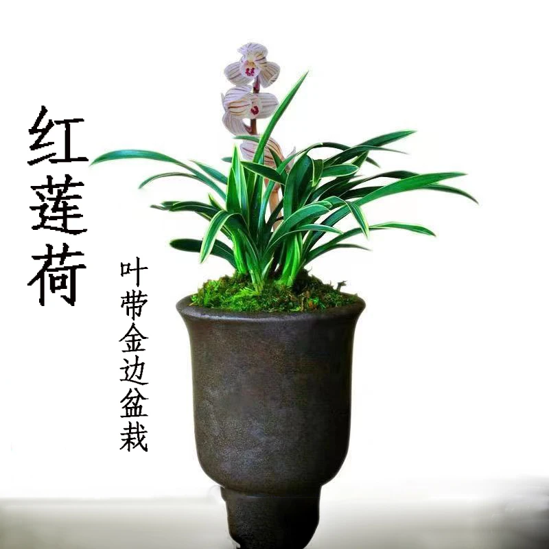 兰花苗盆栽植物【红莲荷】室内四季兰建兰浓香好养客厅美观名贵花卉