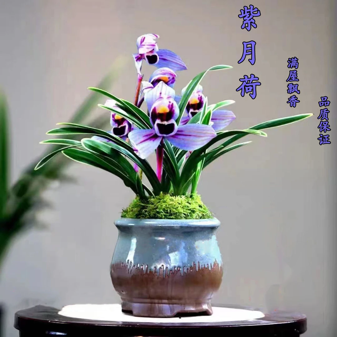 金边矮种兰花【紫月荷】浓香型建兰艺草懒人好养高档室内绿植花卉