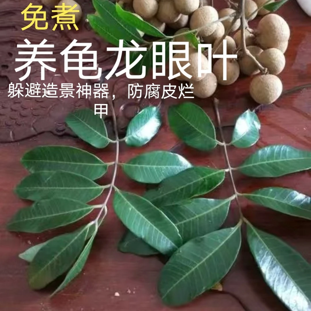 老树新鲜龙眼叶养龟预防腐皮腐甲造景水族桂圆树叶枝调理改善水质