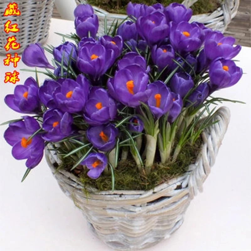 【新疆包邮】藏红花种球室内外盆栽花卉番红花家庭园艺耐寒植物