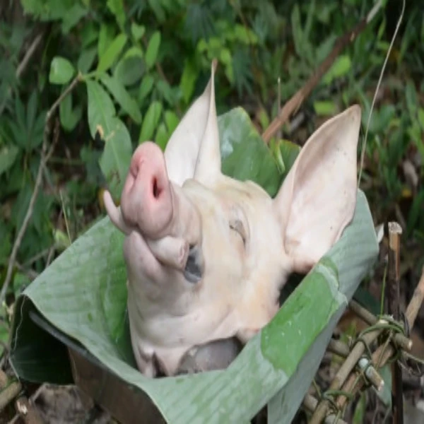 【女硕士推荐】跑山猪头 整个1斤起