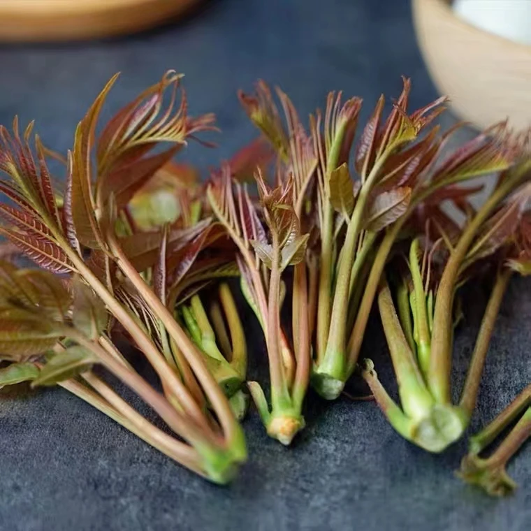 山东特产头茬香椿芽新鲜嫩芽露天香椿芽1-3斤特产顺丰京东包邮