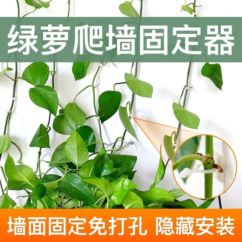 绿萝爬墙固定器绿萝藤整理夹自粘式免钉贴绿萝绿植固定器绿萝养护