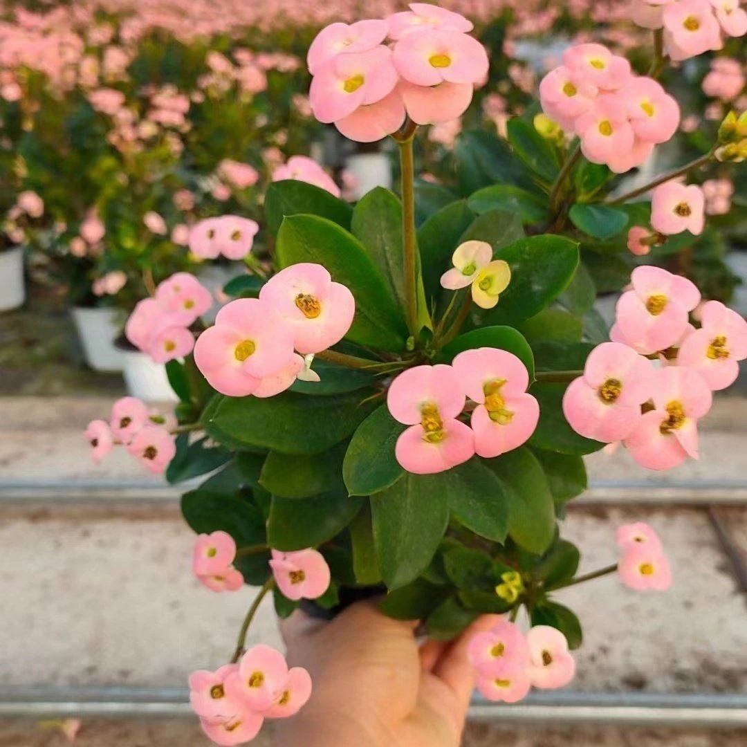 虎刺梅铁海棠四季开花绿植花卉懒人水培观花净化空气办公阳台绿植