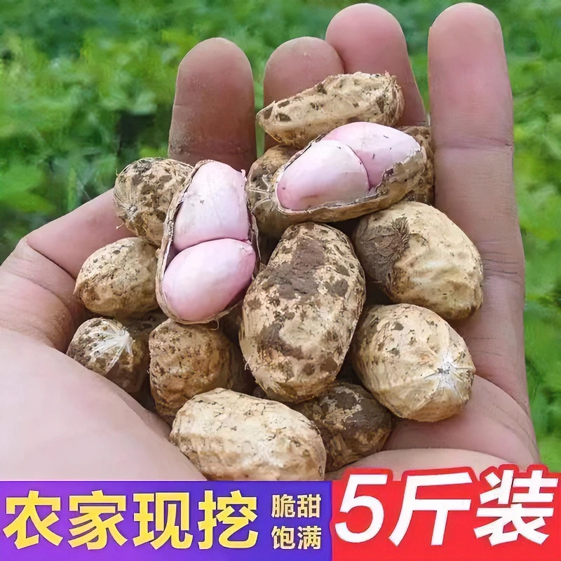 24年现挖新鲜湿花生鲜花生薄皮产地直发水煮花生5斤新鲜粉红皮