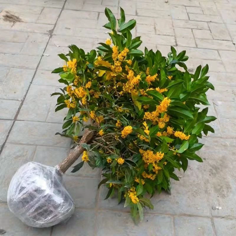 桂花树苗盆栽浓香型金桂沉香桂丹桂壮元红绿植室内庭院除甲醛养护