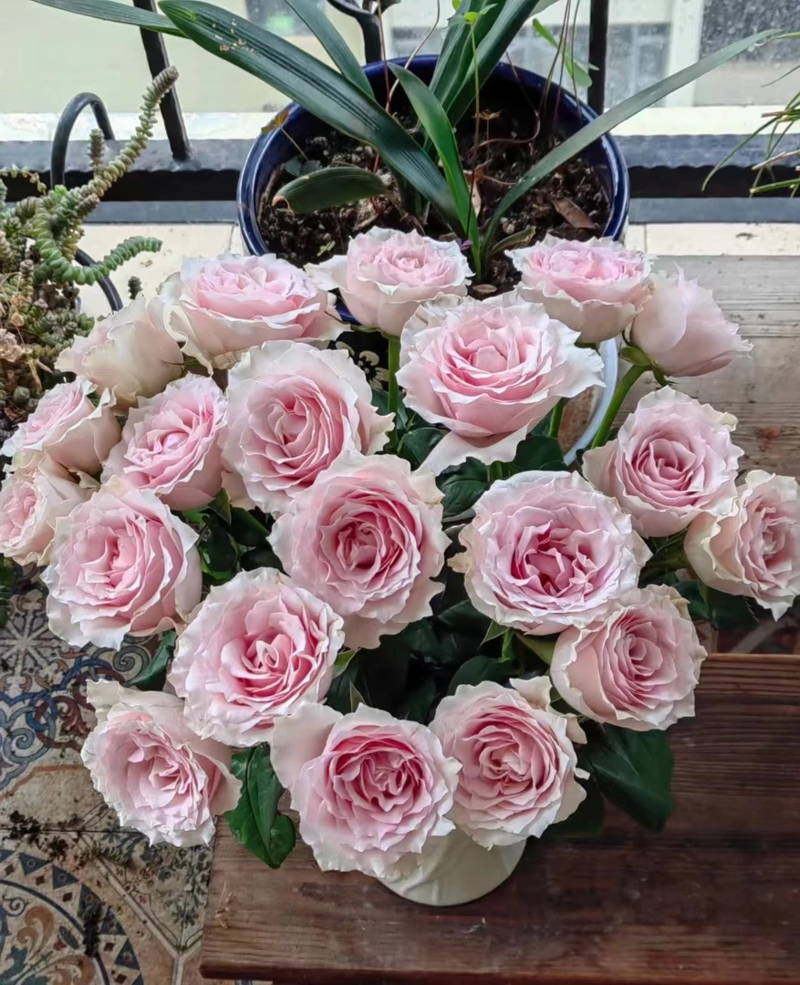 【两单包邮】 20枝粉钻单头+5枝尤加利叶  两单顺丰包邮 云南鲜花