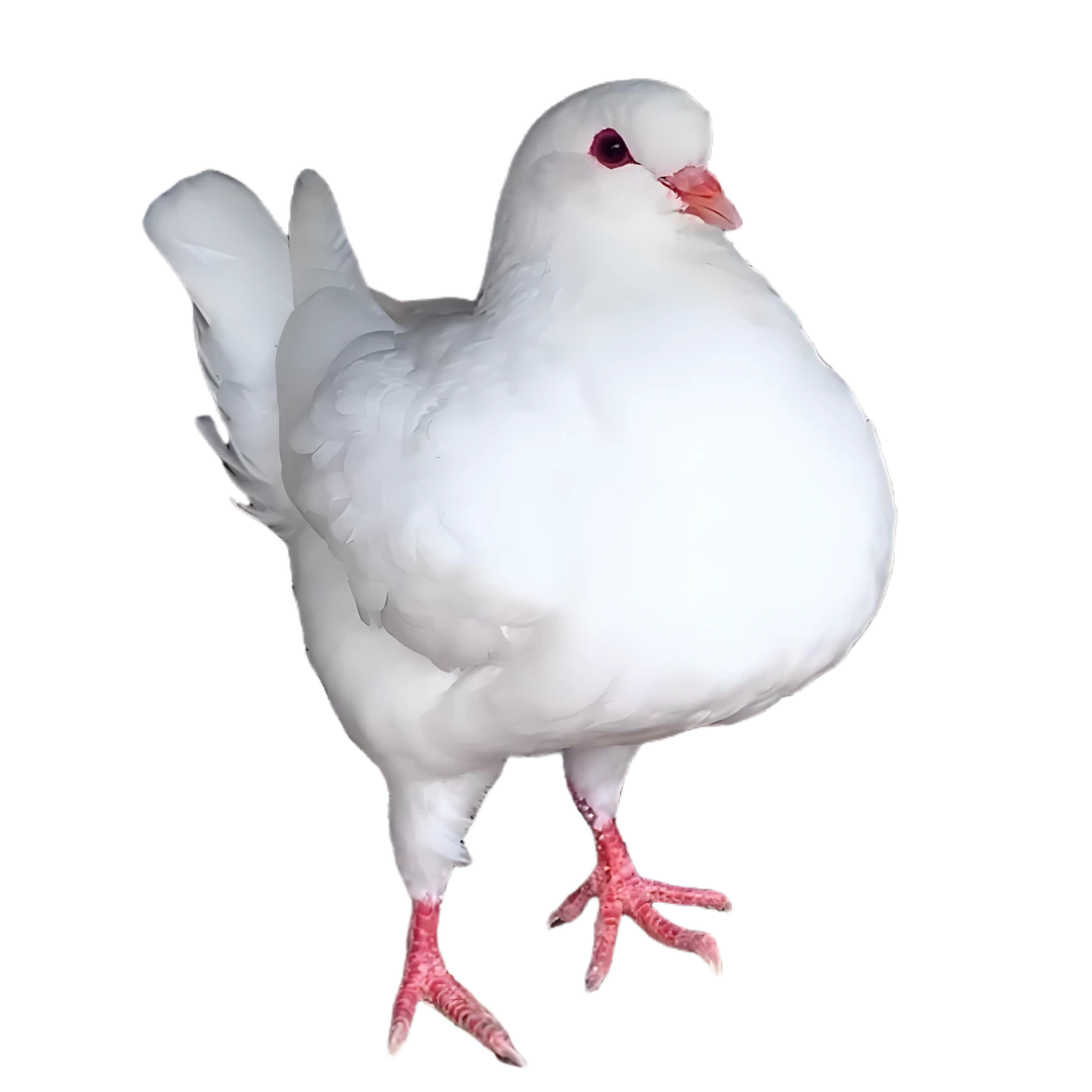 圆环鸽子可吃肉 种鸽可繁殖