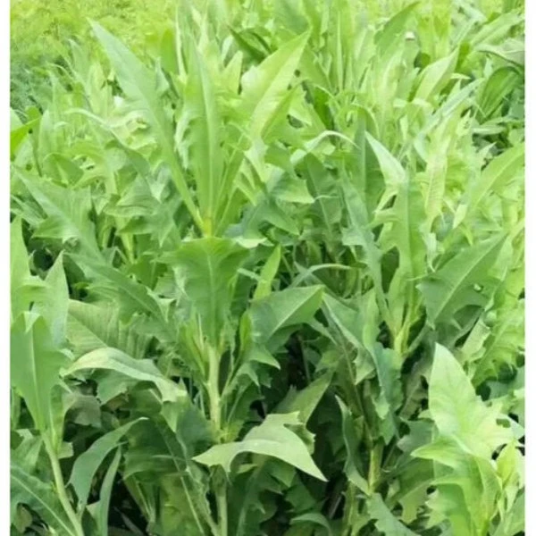 苦麦草种子，柔嫩多汁的牧草种子多叶牧草种子，大叶片牧草草籽