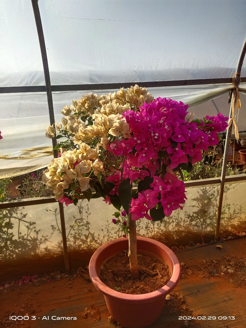 多色纯色三角梅易养活