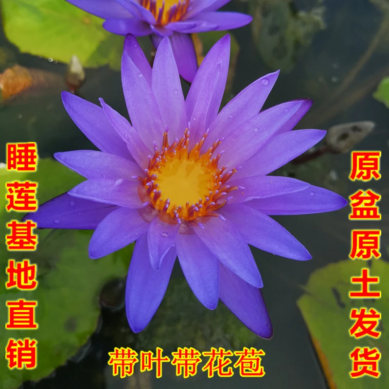 泰国紫睡莲苗原盆原土池塘水培植物四季莲花水养花卉根茎块带花苞