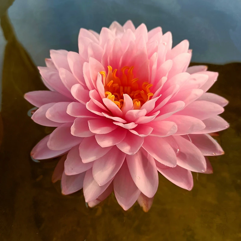 正品粉蓬蓬睡莲水培植物荷花带花水池塘莲花根块水养花卉盆栽根茎