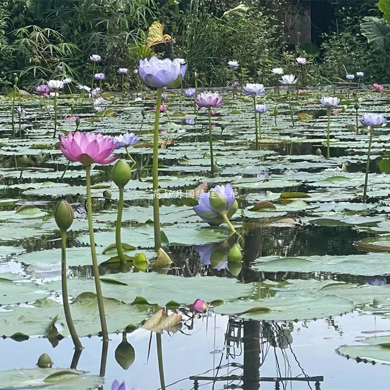 澳洲睡莲名贵稀有品种水培植物水养荷花水生盆栽花卉睡莲根块