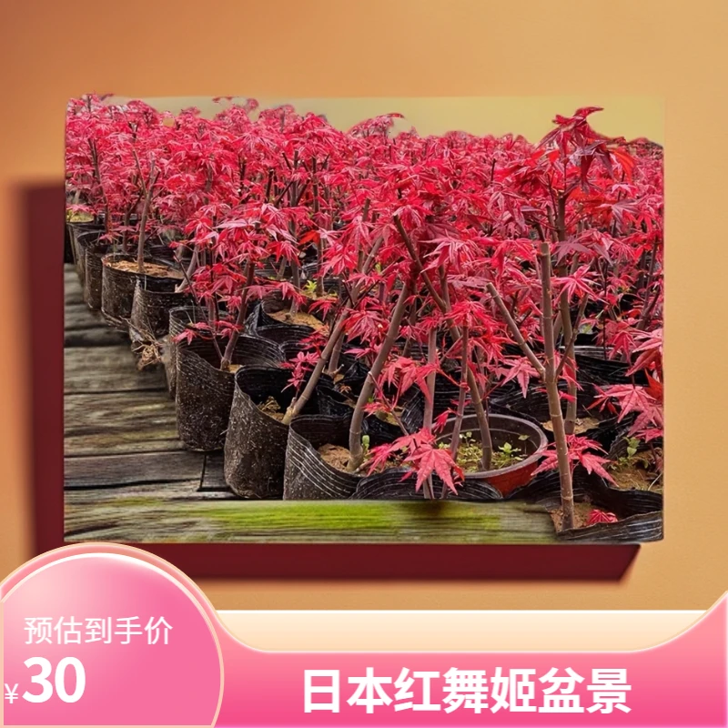 红枫初星星红舞姬三季红黄金枫中国红小叶红盆景盆栽