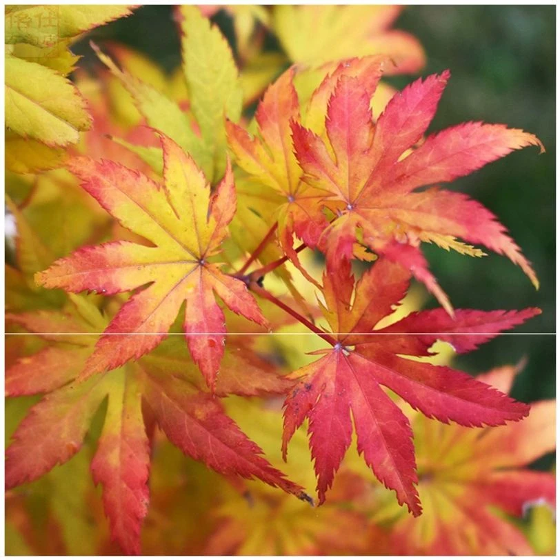 日本品种枫树黄八丈