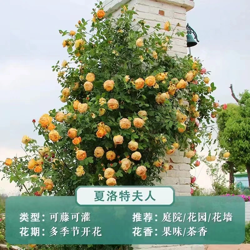 藤本月季【夏洛特夫人】开花多季大花浓香抗性好耐寒耐晒花墙拱门