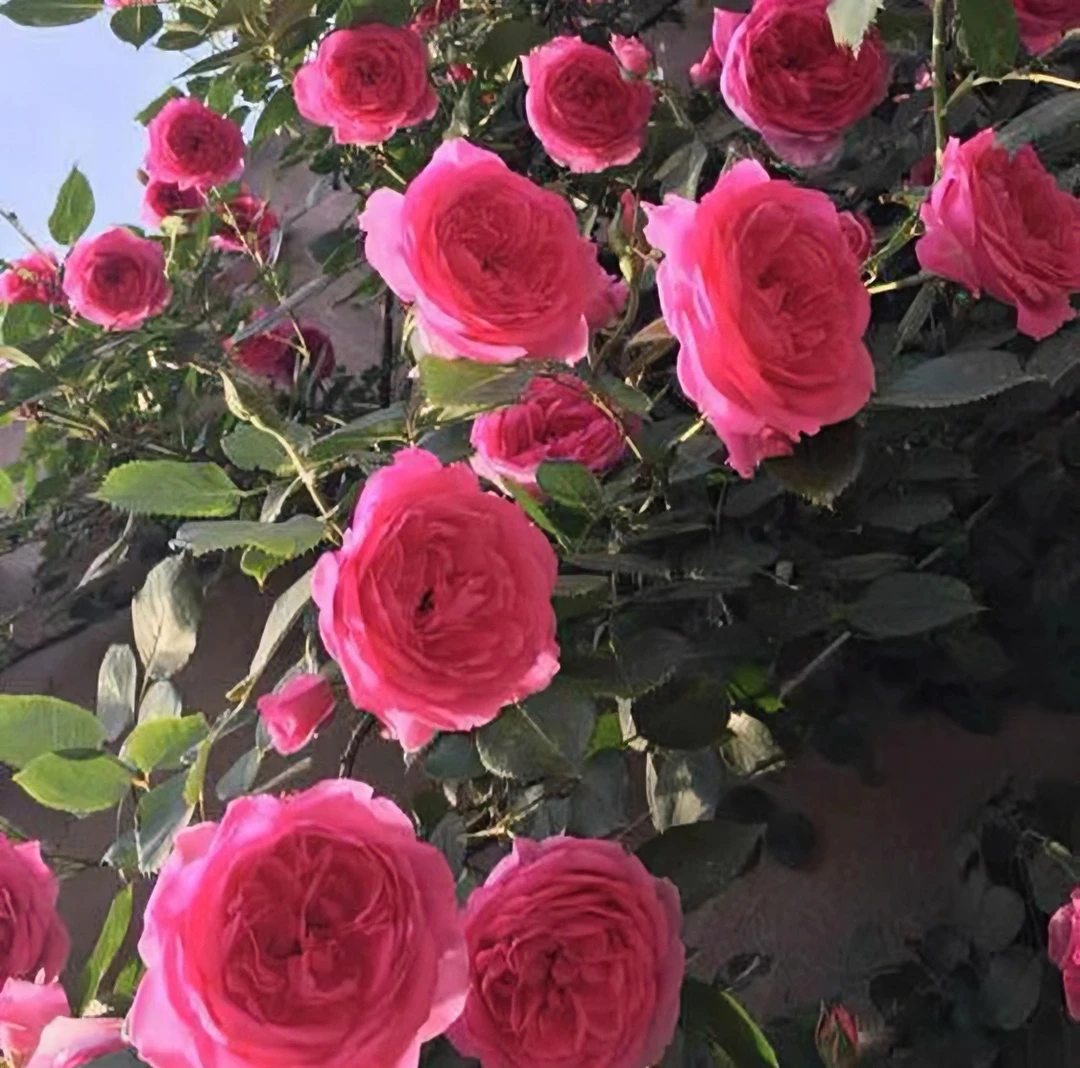 1.5米大苗【大U行】花园爬藤月季四季开花蔷薇庭院阳台花卉