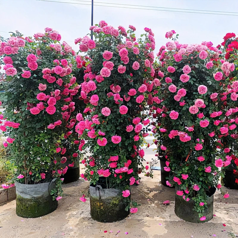 【粉色达芬奇】花园种植爬藤月季四季开花蔷薇庭院阳台花卉耐寒耐热