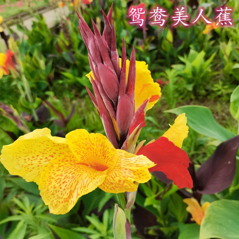 鸳鸯美人蕉盆栽阳台庭院花园盆栽绿植花镜彩叶植物多年生宿根花卉