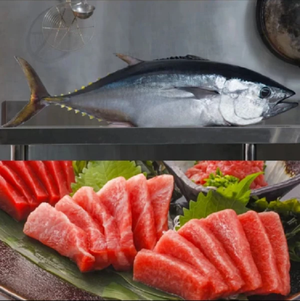 【618返场专属】蓝鳍金枪鱼海钓刺身放血排酸去腮去内脏整条