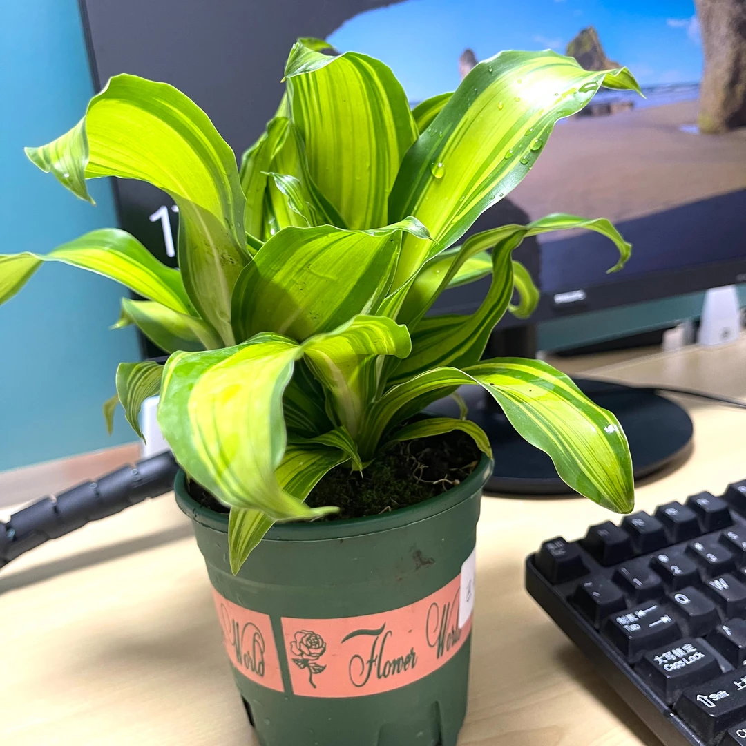 【年货节】巴西铁土培植物室内客厅办公桌盆栽