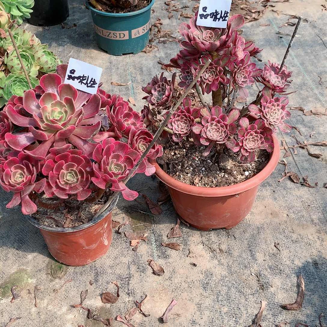 【闪购商品】品**生爱神，多肉