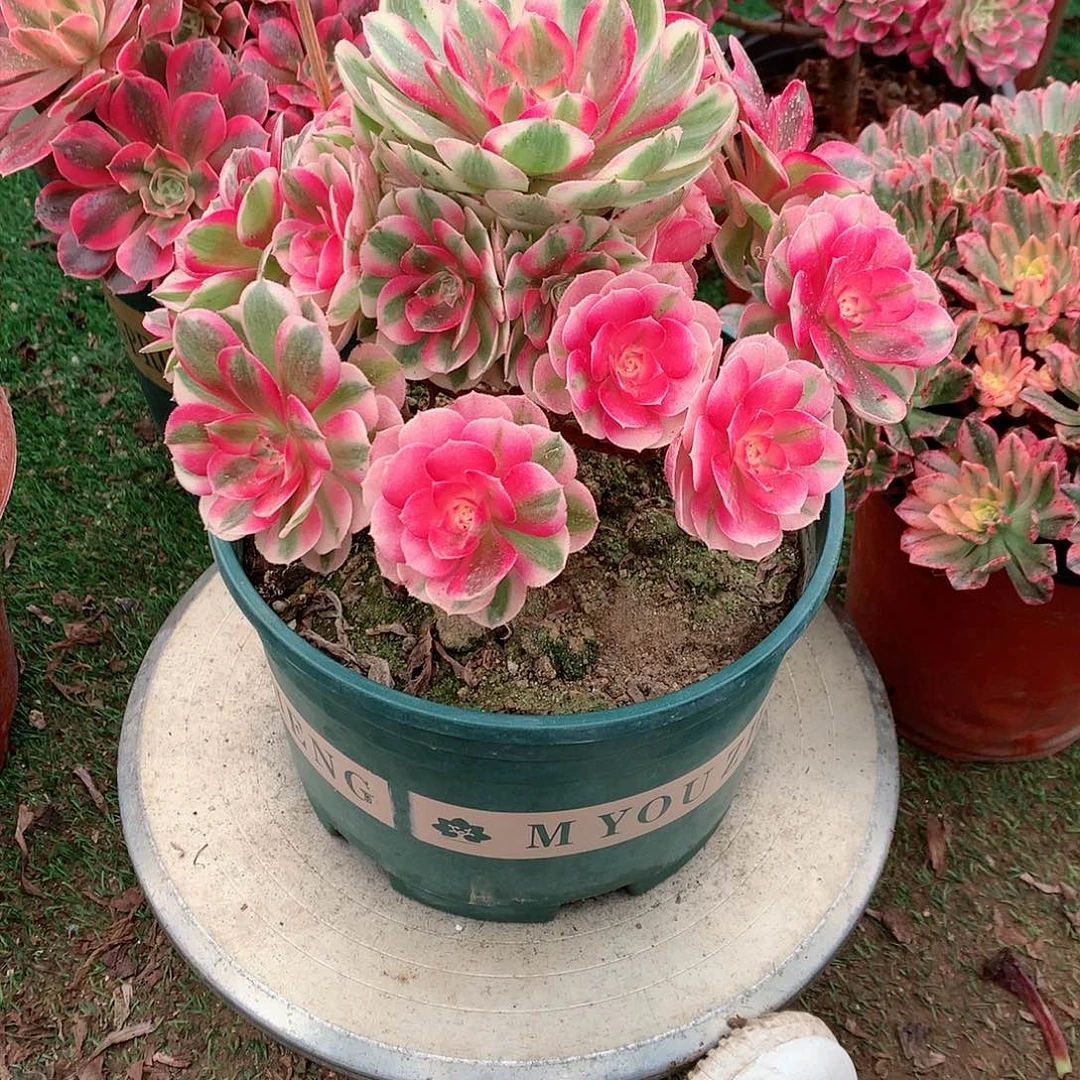 【闪购商品】流*倾城，多肉