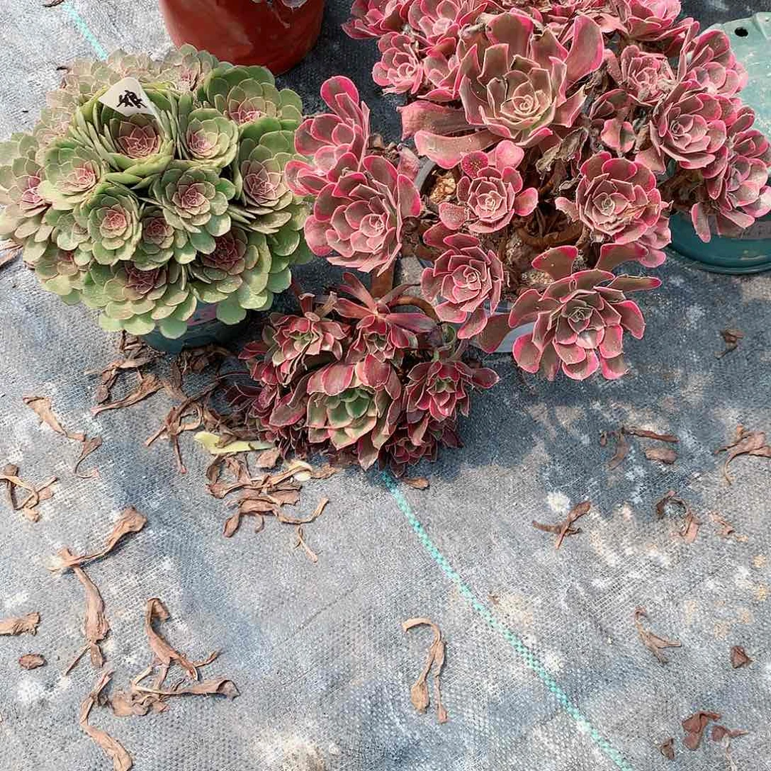 【闪购商品】高*娘红魔，多肉