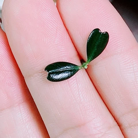 凤米黄杨赛珍珠40