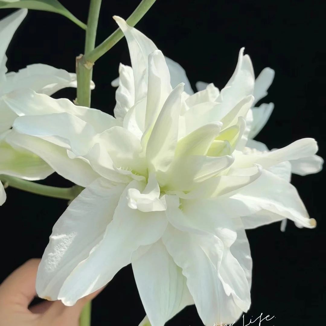 【重瓣】北极星香水百合【任意2单同一地址冷链包邮，鲜花20%不售后】