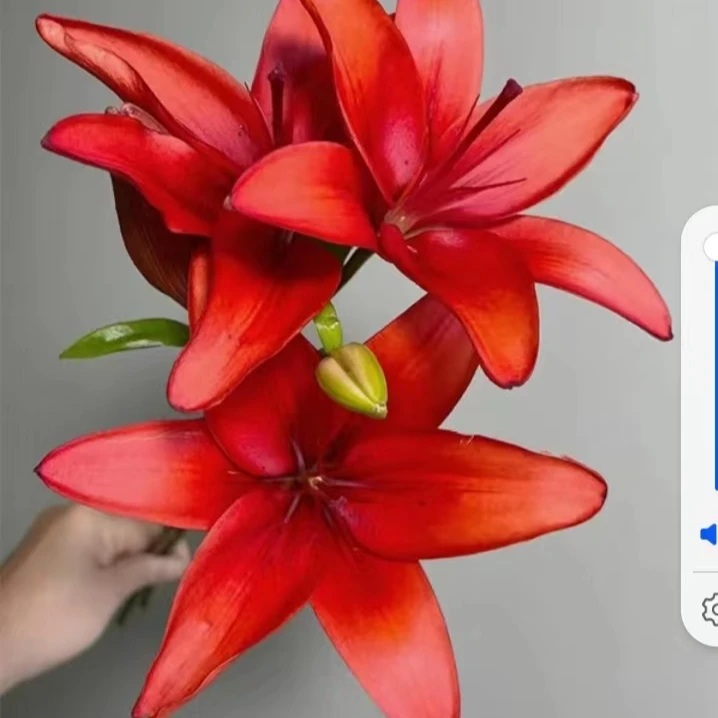 【无香】杜卡迪亚百合【5°以下需拍保温棉，不拍保温棉冻坏不售后】