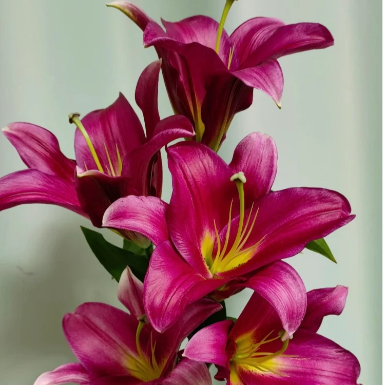 【花小梦】火石香水百合【5°以下需拍保温棉，否则冻坏不售后】