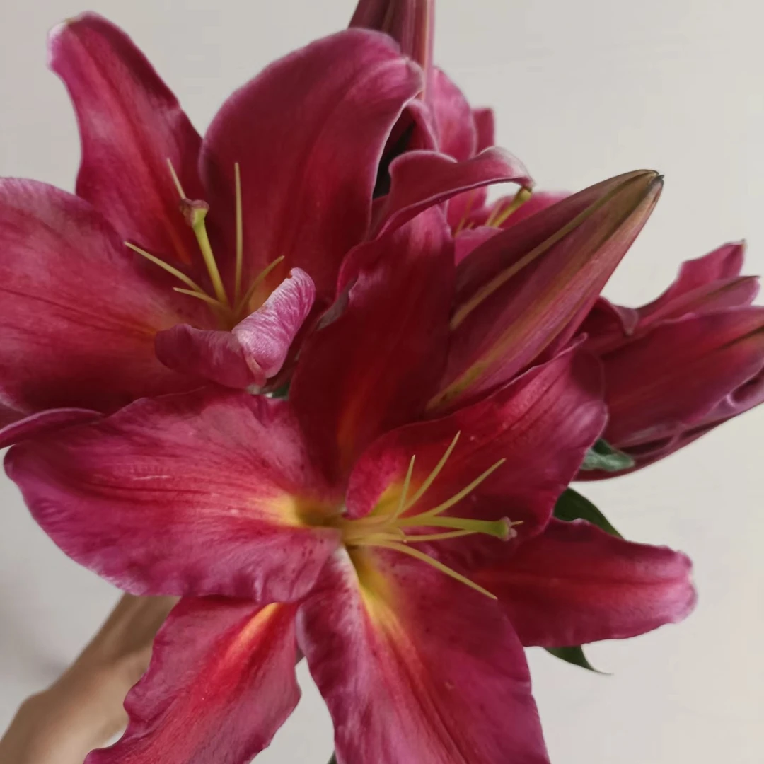 【HH】艾温歌香水百合【同地址任意两单顺丰包邮，鲜花20%不售后】