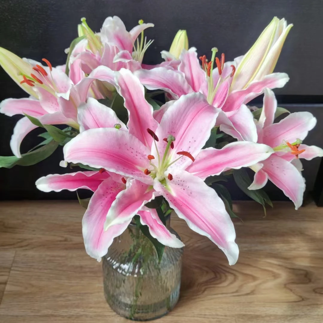 【HH】马龙香水百合【任意两单顺丰包邮，鲜花20%不售后】