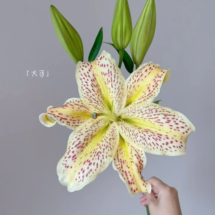 【HH】老虎沐恩香水百合【同地址任意两单顺丰包邮，鲜花20%不售后】