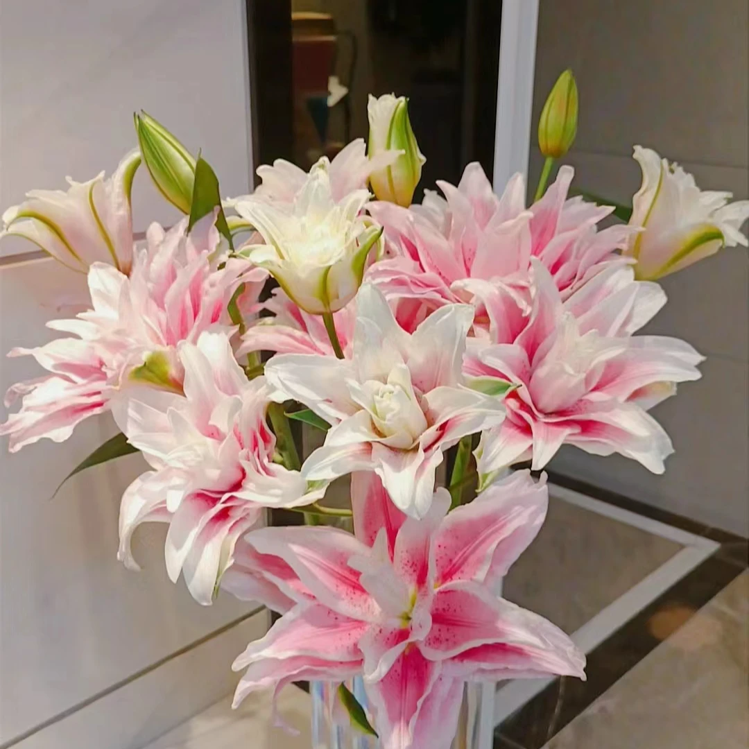 【大小王】伊莎贝拉重瓣香水百合两单顺丰冷链一单百合普通鲜花快递