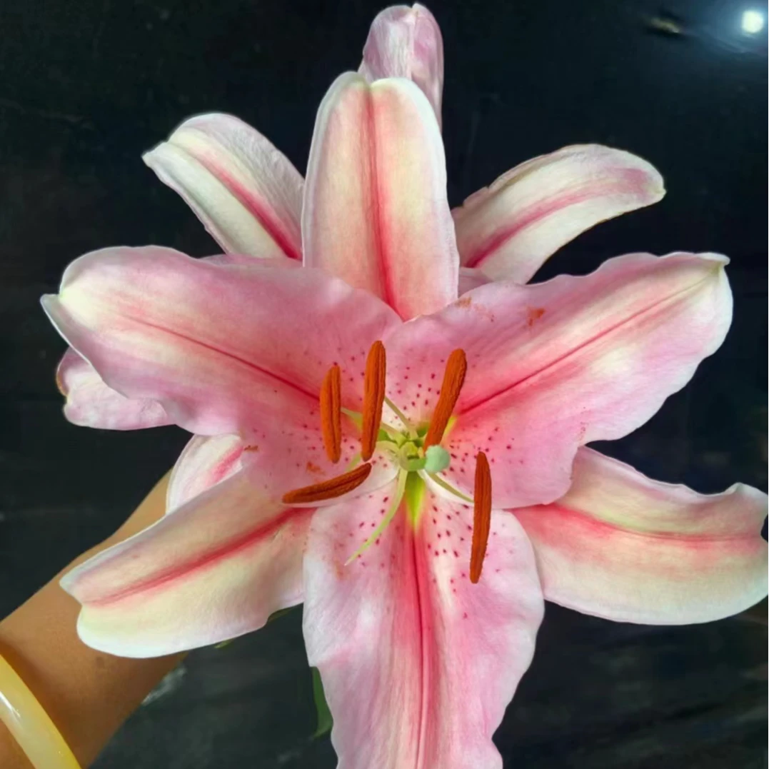 3头罗蒂香水百合【2单顺丰包邮鲜花20%不售后】