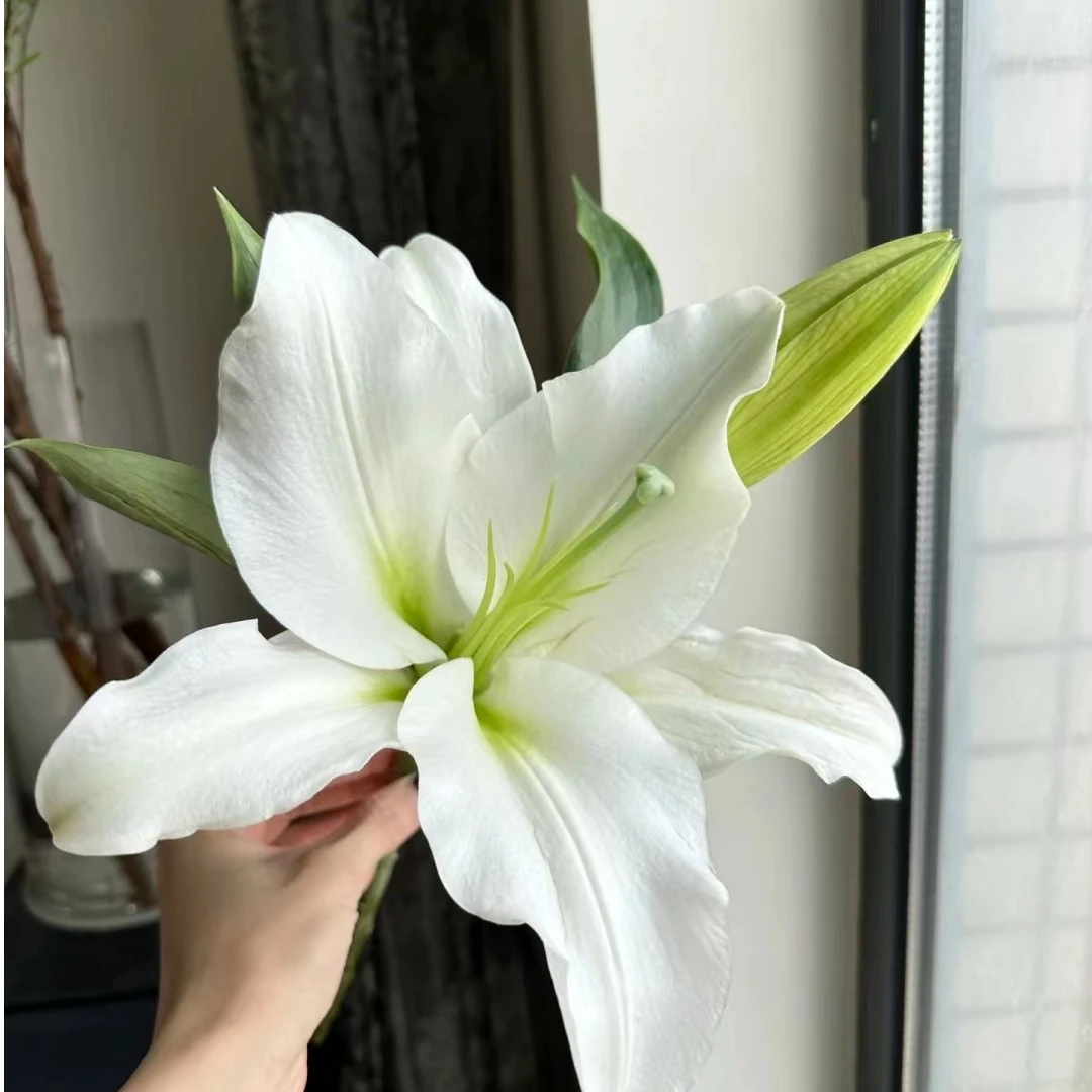 【白色】白天霸香水百合【任意2单顺丰冷链包邮 鲜花20%不售后】