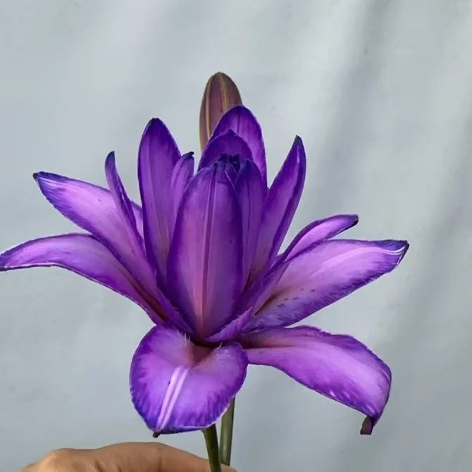 【HH】梦影吸色重瓣百合【同地址任意两单顺风包邮 鲜花20%不售后】