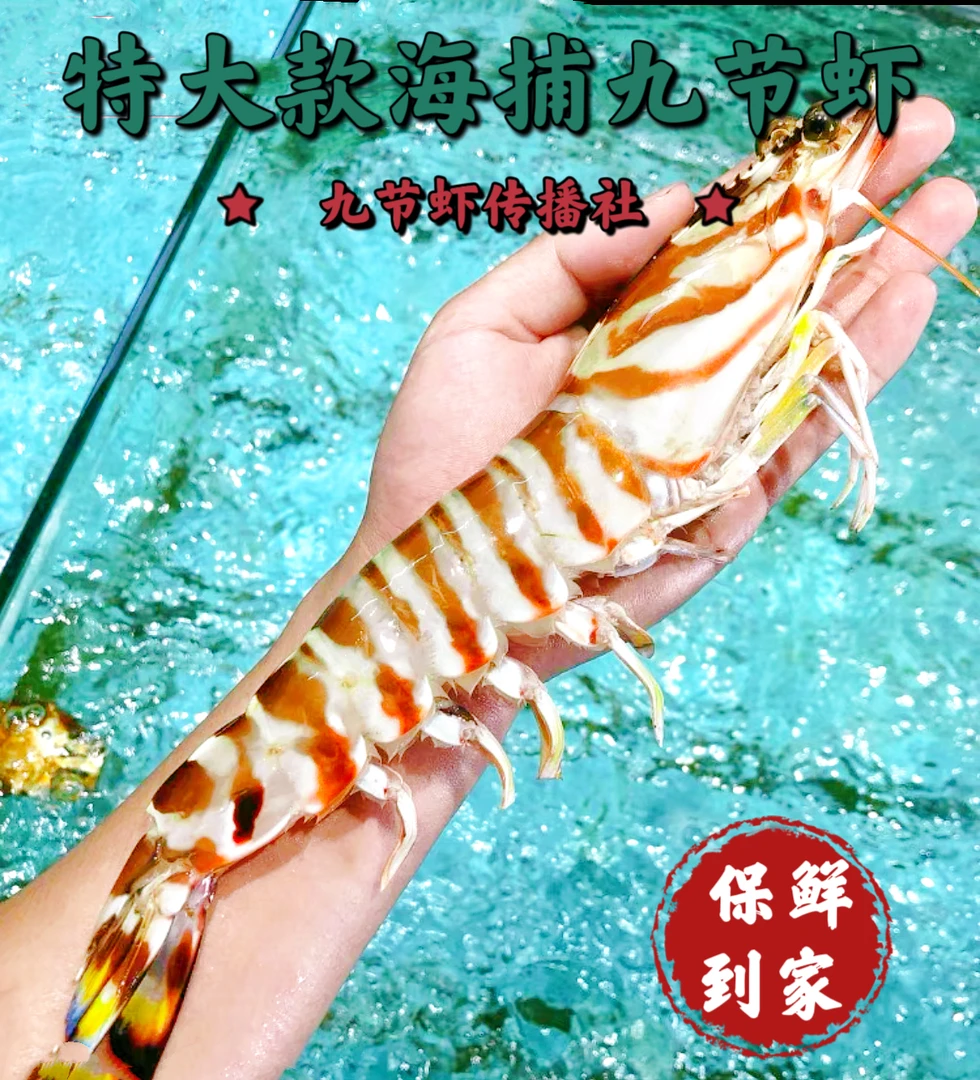 鲜活速冻-特大虾福建东海九节虾/斑节虾/竹节虾海虾营养大虾鲜甜
