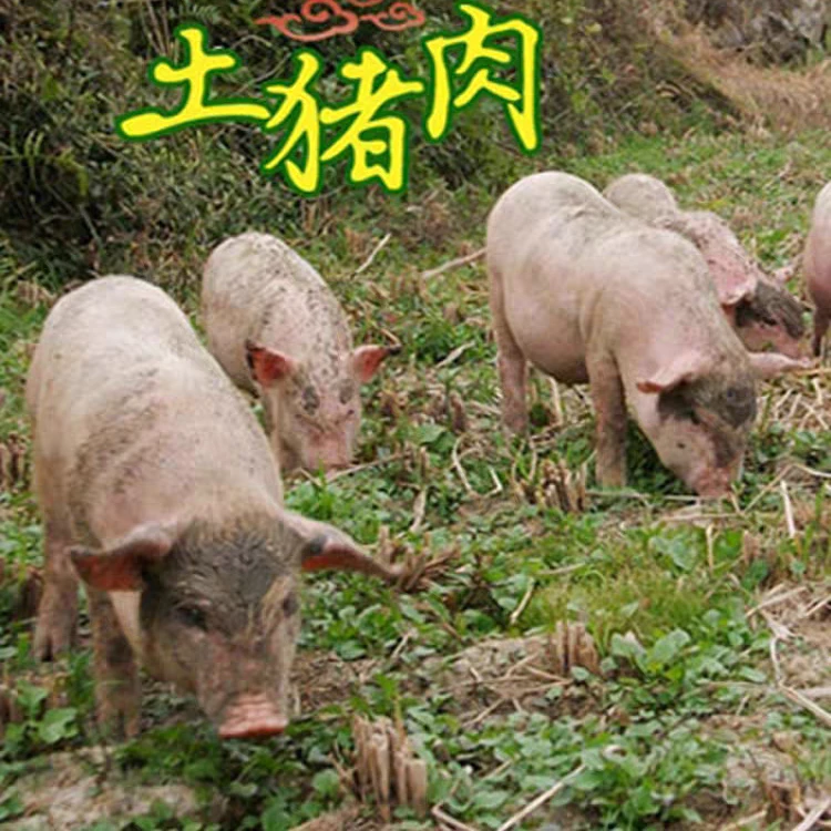 【4号】重量直播为准专拍所见即所得农家大肥猪